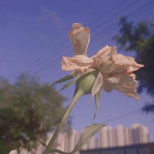 日本肥妇大毛BBBBBB
